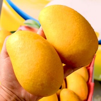Xoài cát chu da vàng chín, sản phẩm an toàn